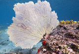 Immersions au milieu des fonds colorés des Antilles - voyages adékua