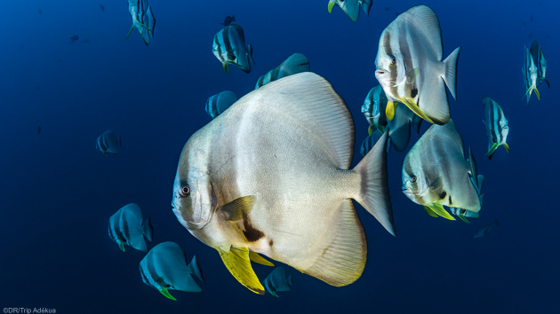 Découvrez les plus belles espèces pendant vos plongées dans le Golfe d'Aden