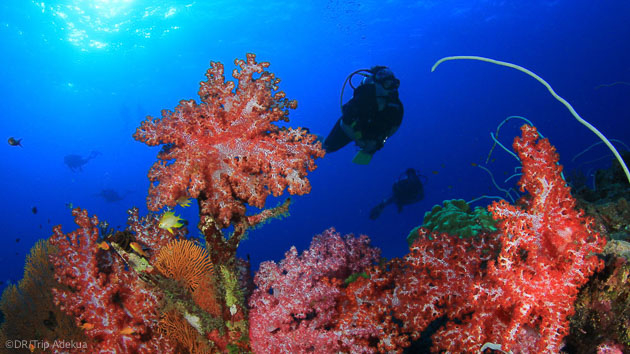 Des plongées exceptionnelles sur les plus beaux sites de Micronésie