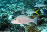 Le Belize, joyau corallien de la mer des Caraïbes - voyages adékua