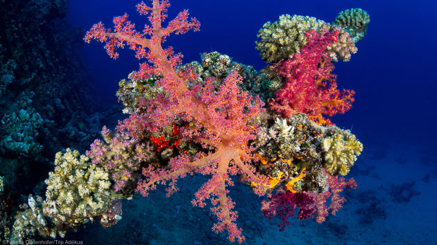 Découvrez les plus beaux sites de plongée de mer Rouge