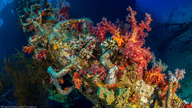 Explorez les plus belles plongées des Brothers en mer Rouge