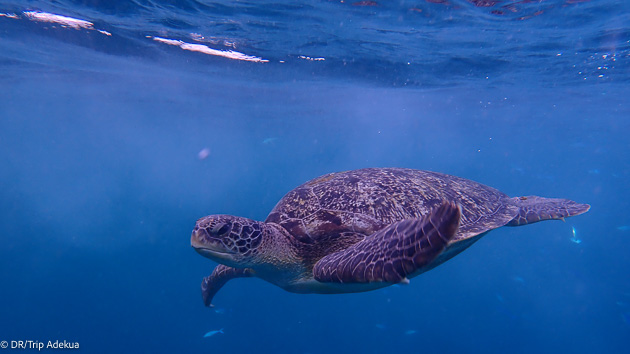 Découvrez les plus belles espèces sous-marines pendant vos plongées en Thaïlande