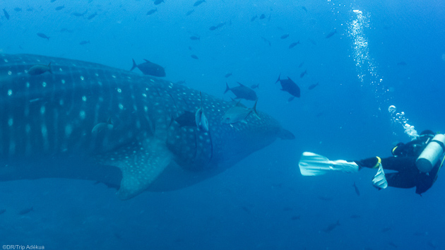 Plongez avec les requins baleines aux Galapagos