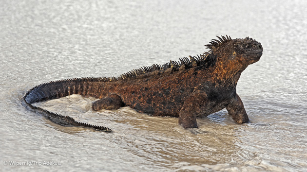 l'incroyable faune des Galapagos