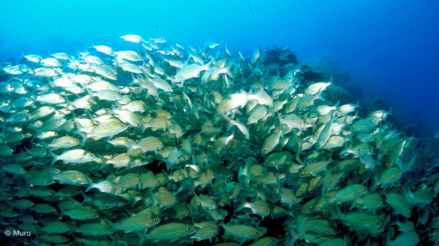 une faune d'une richesse incroyable pour vos plonées aux Roques