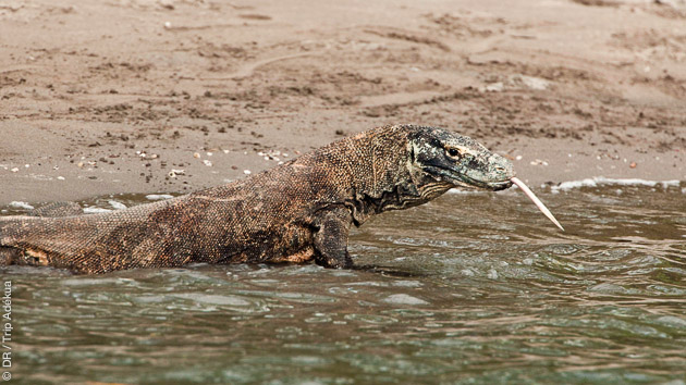 plonger avec les dragons de Komodo