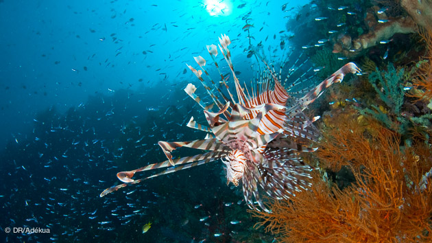 faune sous-marine de Bali
