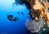 Programme exceptionnel de plongées dans le paradisiaque archipel des Palaos - voyages adékua