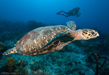 Les incroyables eaux turquoises des Caraïbes - voyages adékua