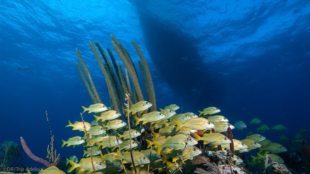 Plongées de rêve aux Caraïbes à Turks and Caicos