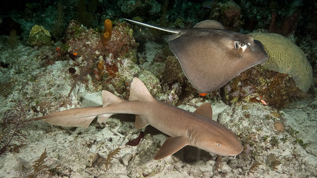 Plongez à la découverte des Caraïbes à Turks and Caicos