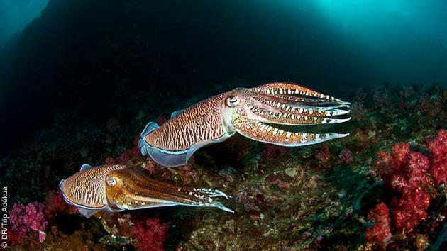 la beauté des fonds marins de Thailande