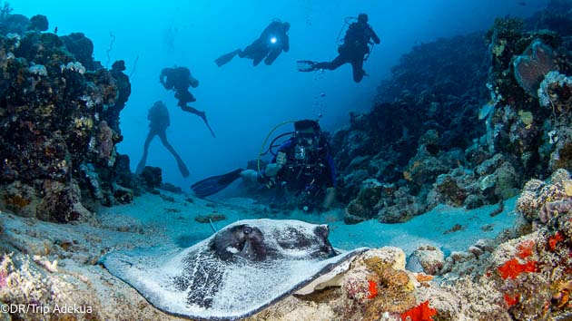 Plongez sur les plus beaux site de mer Rouge