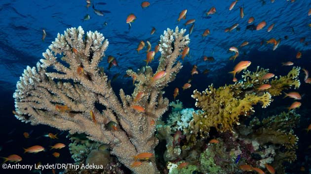 Les plus belles plongées de mer Rouge pour votre croisière