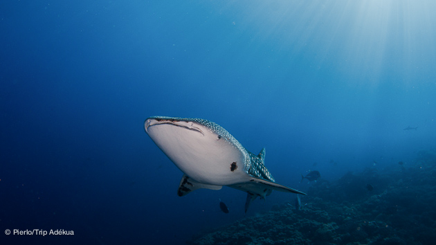 voir des requins baleine aux Philippines