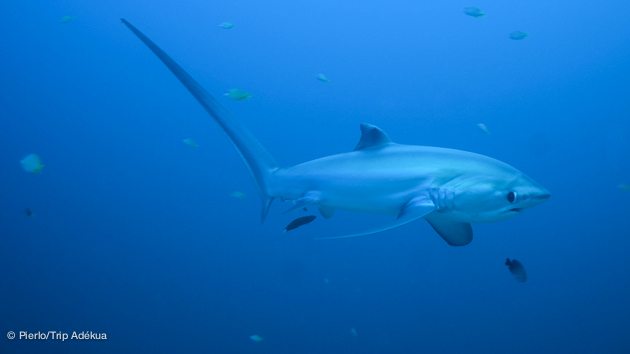 requin renard pendant votre croisière plongée aux Philippines