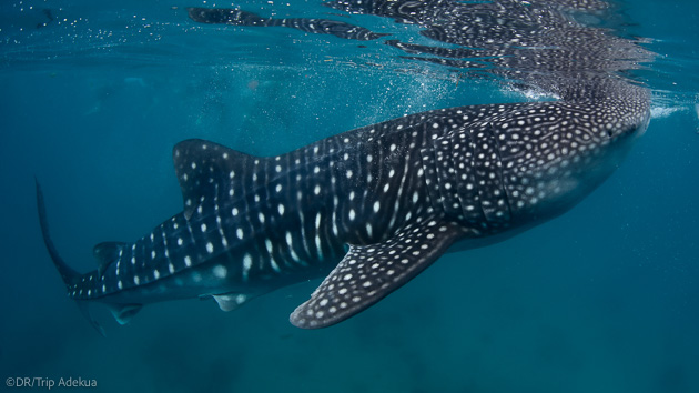 Plongées extraordinaires avec les requins-baleines aux Maldives