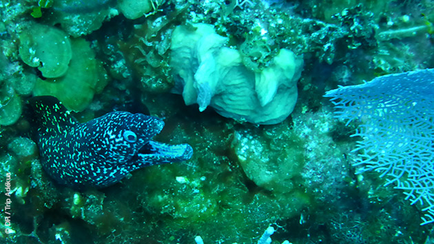 Bahamas 2024 : Débuter la plongée sous-marine dans les eaux
