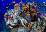 Des plongées incroyables et variées en mer Rouge - voyages adékua