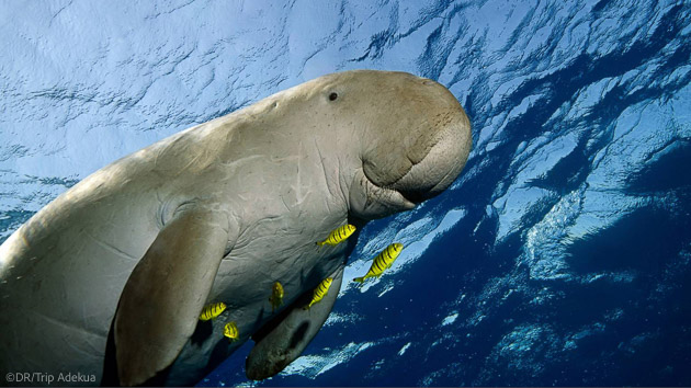 Découvrez les plus belles espèces sous-marines de la mer Rouge