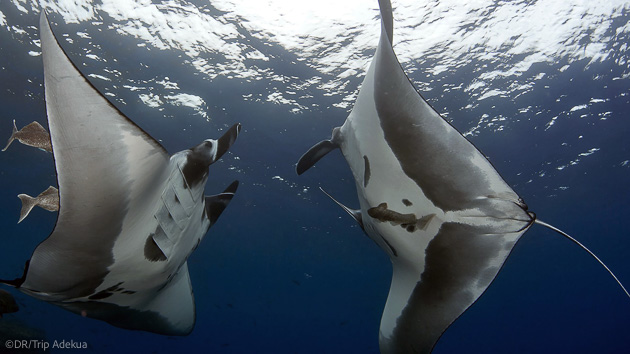 Plongez avec les plus belles espèces au large du Mexique sur la côte Pacifique