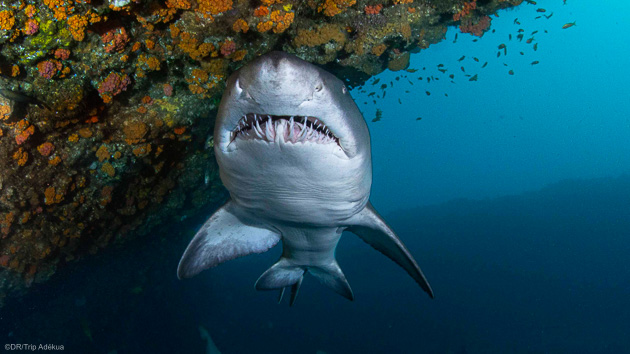 Plongez avec les requins en Afrique du Sud