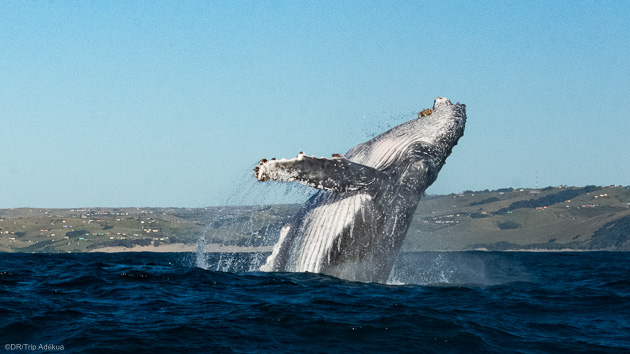 Plongez avec les baleines en Afrique du Sud