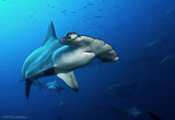 Un festival de requins au Costa Rica - voyages adékua