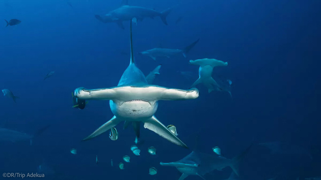 Votre croisière plongée avec les requins marteaux au Costa Rica à Cocos Island