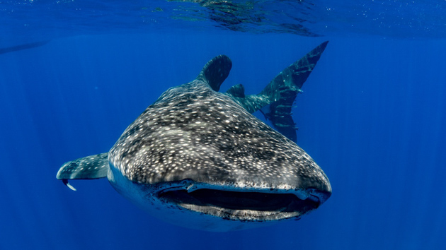 Votre séjour plongée à la rencontre des requins baleines en Atlantique Sud