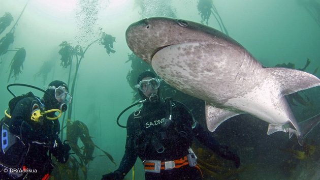 de nombreuses espèces de requins visibles sur ce séjour spécial requin en Afrique du Sud