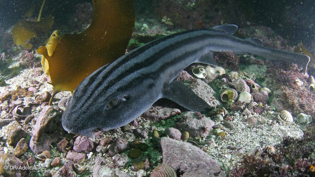 requin léopard en Farique du sud
