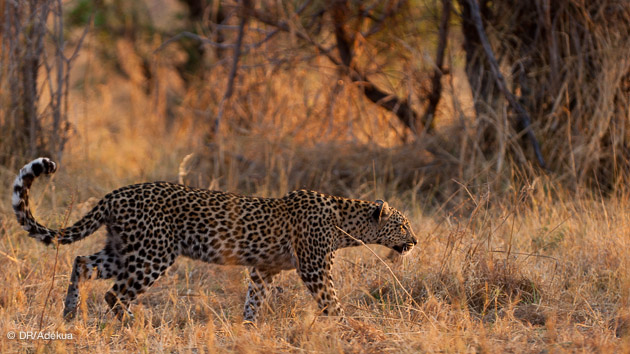 faune intacte en afrique du sud pour un big 5