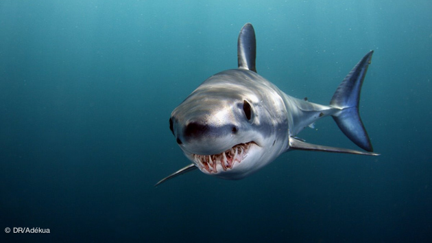 à la rencontre des requins sur ce safari plongée en Afrique du sud et Mozambique