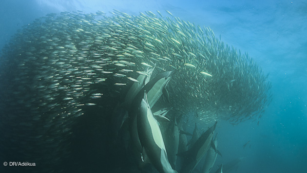sardin run en Afrique du sud avec l'agent expert local Dive trip Adékua