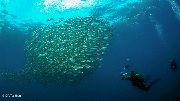 sardin run océan indien