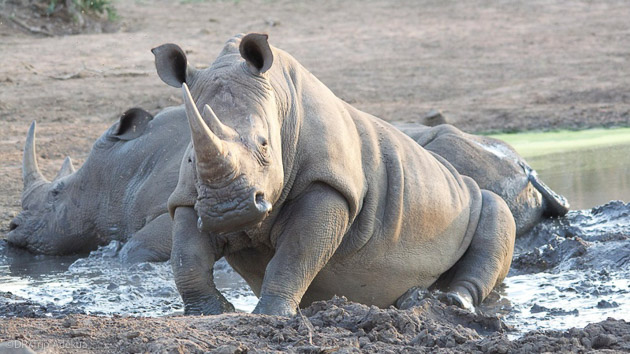 Safari au cœur de l'Afrique à la découverte des rhinocéros