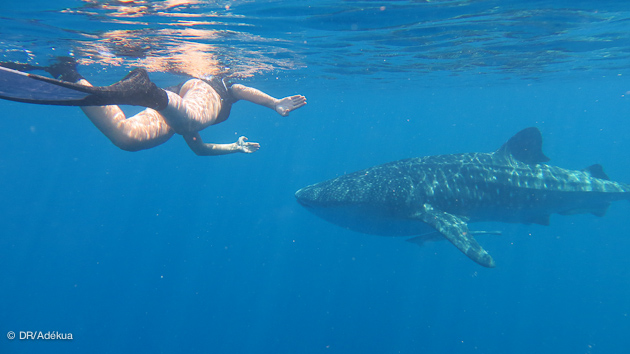 Nager avec les requins baleine à Madagascar
