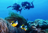 Plonger sur les plus beaux récifs coralliens à Pemba  - voyages adékua