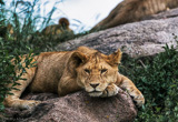 Votre safari dans les parcs nationaux en Tanzanie - voyages adékua