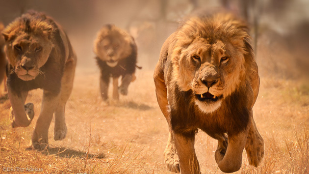 Observez les lions pendant votre safari en Tanzanie