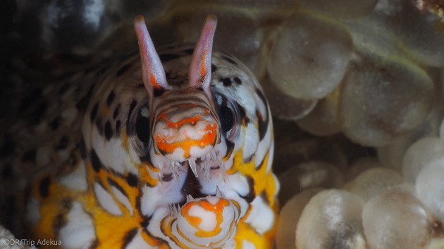 Plongez à la découverte des plus belles espèces sous-marine de Zanzibar