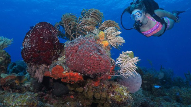 Des vacances plongée de rêve sur les plus beaux sites de Cuba