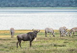 Les plus beaux parcs nationaux de Tanzanie en safari - voyages adékua