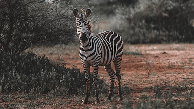 Votre safari pour découvrir les animaux d'Afrique en Tanzanie