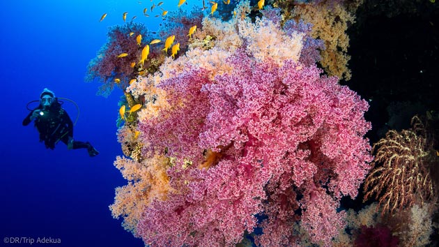 Les plus belles plongées de mer Rouge pendant vos vacances en Egypte