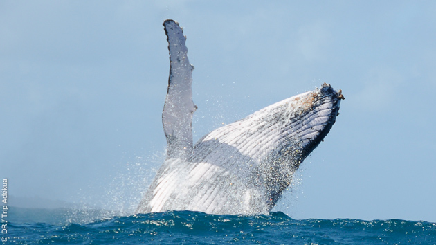baleine à bosse à Madagascar
