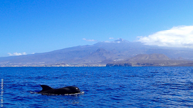 Plongée et vacances en duo à Tenerife avec observations des cétacés