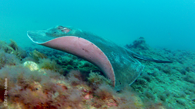 Découvrez la faune sous-marine de Gran Canaria pendant votre séjour sidemount